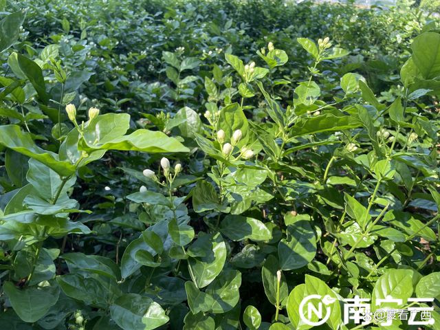 2022年全国茉莉花茶产销形势分析会暨茉莉花茶“三茶统筹”发展峰会在南宁举办VR彩票(图3)