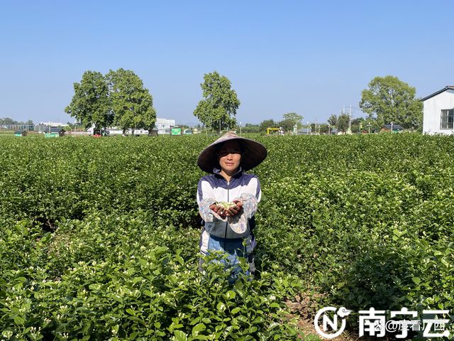 2022年全国茉莉花茶产销形势分析会暨茉莉花茶“三茶统筹”发展峰会在南宁举办VR彩票(图4)