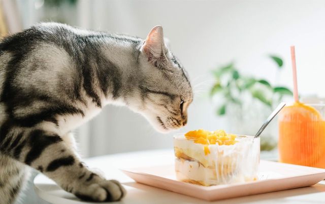 吃面包VR彩票舔香蕉猫咪这种肉食动物为什么这么喜欢吃人类食物