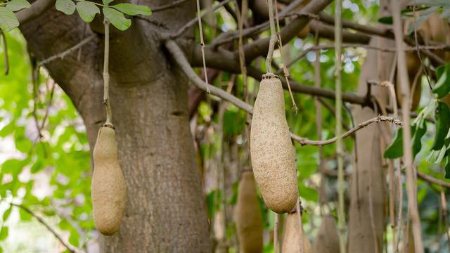 会长满“香肠”的树：可以直接食用一根VR彩票就管饱！(图2)