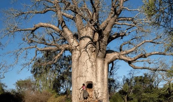 VR彩票非洲“千年古树”猴面包树能存水能住人为什么活不过21世纪？(图5)