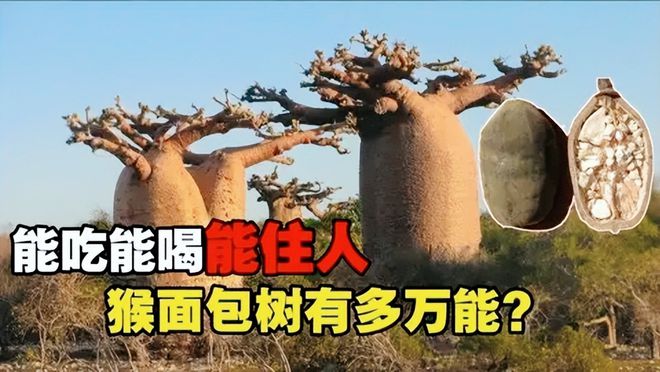 非洲猴面包树有多“万能”？能吃能住能储水寿命长达5500年VR彩票