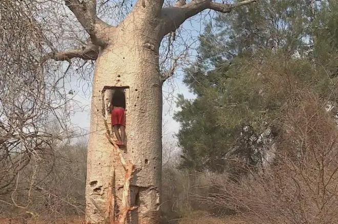 非洲猴面包树有多“万能”？能吃能住能储水寿命长达5500年VR彩票(图4)