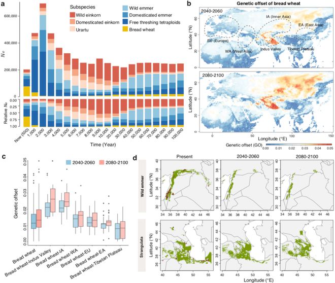 Nature Plants 中科院遗传发育所鲁非研究组揭示面包小麦及其近缘种全新世群体演化历史VR彩票(图5)