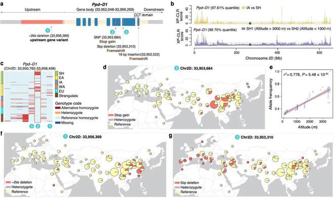 Nature Plants 中科院遗传发育所鲁非研究组揭示面包小麦及其近缘种全新世群体演化历史VR彩票(图4)