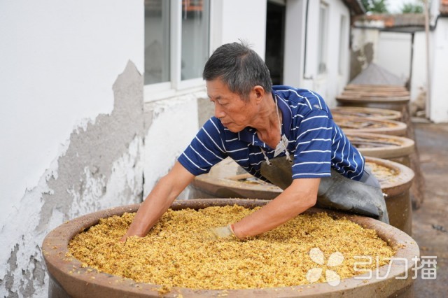 VR彩票又是一年赏桂时！苏州这里桂花大面积开放(图2)