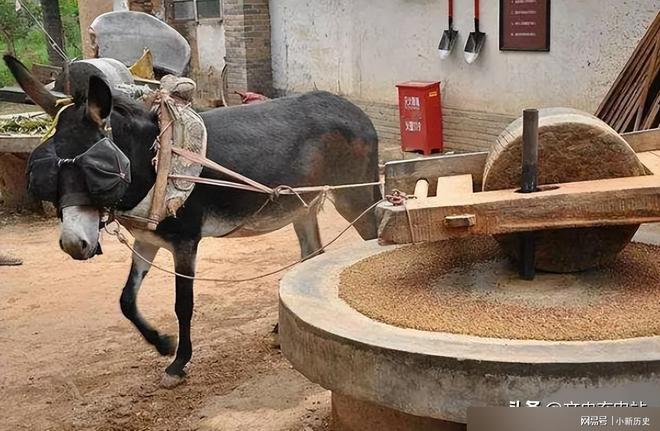 为何同样是小VR彩票麦在西方发明的是面包而在中国发明却的是馒头(图5)