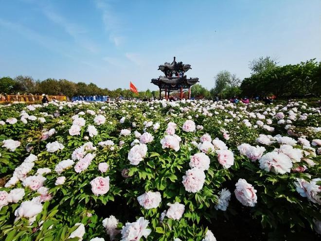 菏泽进入“VR彩票牡丹时刻”稻香村（苏州）牡丹鲜花饼受热捧