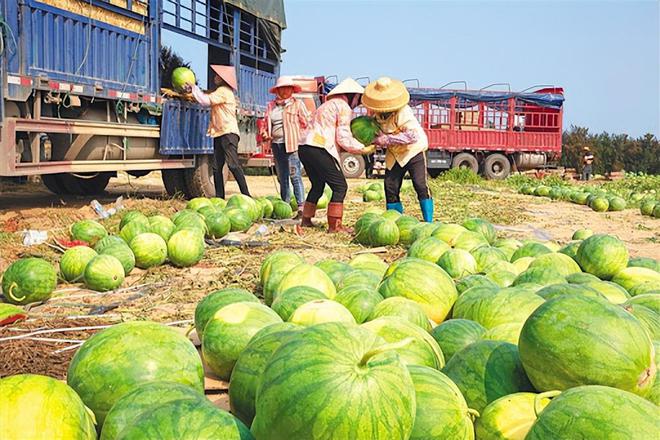 大家发现没有现在的水果为什么越来越甜了？真是打了甜蜜素吗？VR彩票(图10)